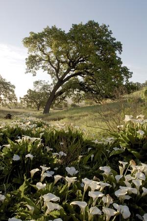 Premium Photographic Print, , small