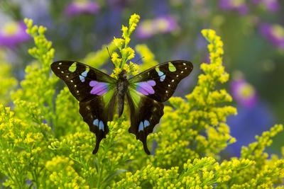 Premium Photographic Print, , small