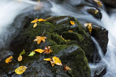 Premium Photographic Print, , small
