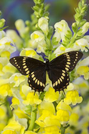 Premium Photographic Print, , small