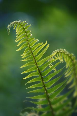 Premium Photographic Print, , small