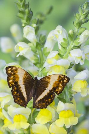 Premium Photographic Print, , small