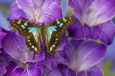 Premium Photographic Print, , small