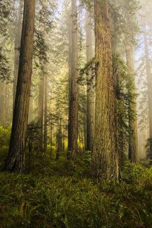 Premium Photographic Print, , small