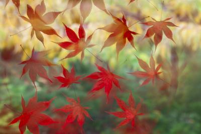 Premium Photographic Print, , small