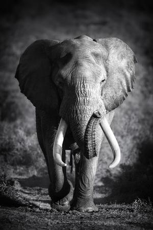 Premium Photographic Print, , small