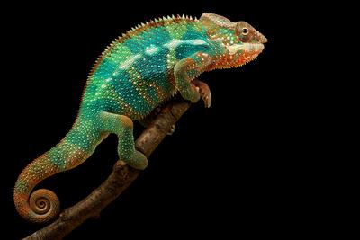 Premium Photographic Print, , small