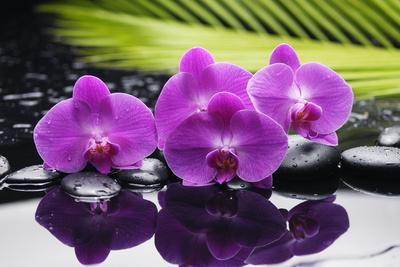 Premium Photographic Print, , small