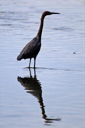 Premium Photographic Print, , small