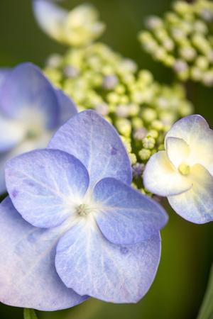 Premium Photographic Print, , small