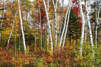 Premium Photographic Print, , small