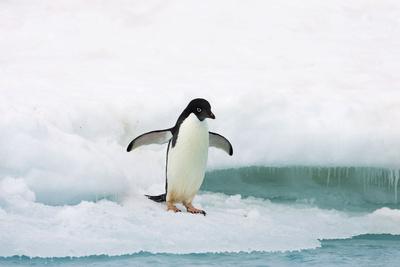 Premium Photographic Print, , small