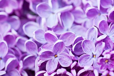 Premium Photographic Print, , small