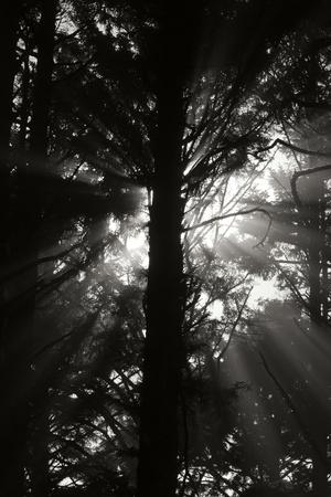 Premium Photographic Print, , small
