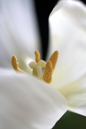 Premium Photographic Print, , small
