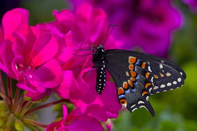 Premium Photographic Print, , small
