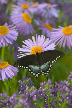Premium Photographic Print, , small