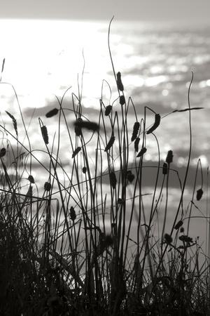 Premium Photographic Print, , small