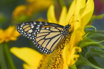Premium Photographic Print, , small
