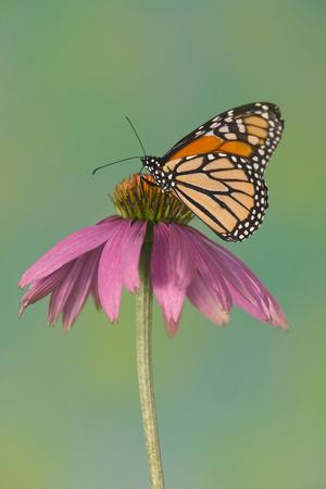 Premium Photographic Print, , small