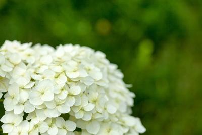 Premium Photographic Print, , small