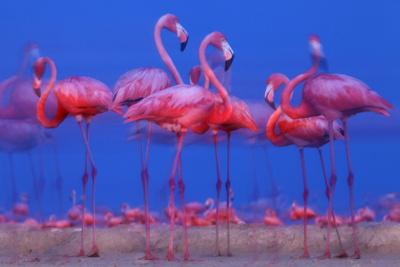 Premium Photographic Print, , small