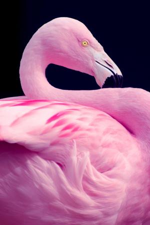 Premium Photographic Print, , small
