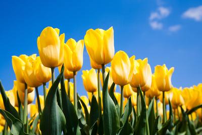 Premium Photographic Print, , small