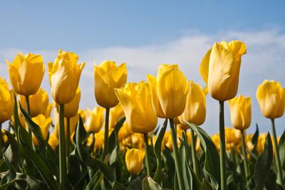Premium Photographic Print, , small