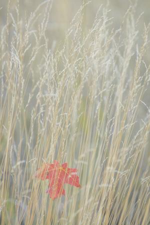 Premium Photographic Print, , small