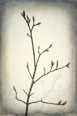 Premium Photographic Print, , small