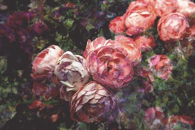 Premium Photographic Print, , small