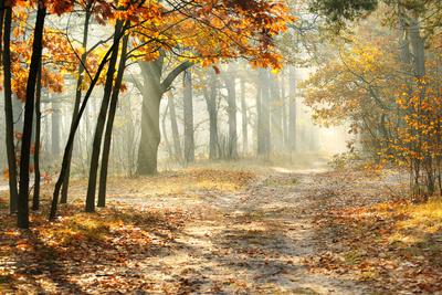 Premium Photographic Print, , small