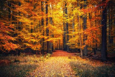 Premium Photographic Print, , small