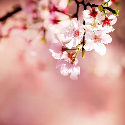 Premium Photographic Print, , small