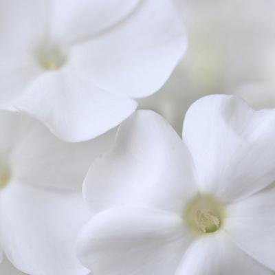 Premium Photographic Print, , small