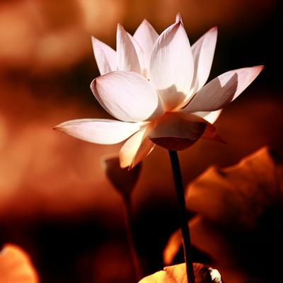 Premium Photographic Print, , small