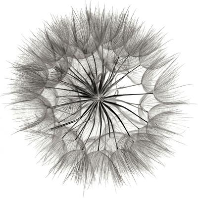 Premium Photographic Print, , small