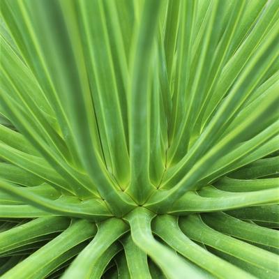 Premium Photographic Print, , small