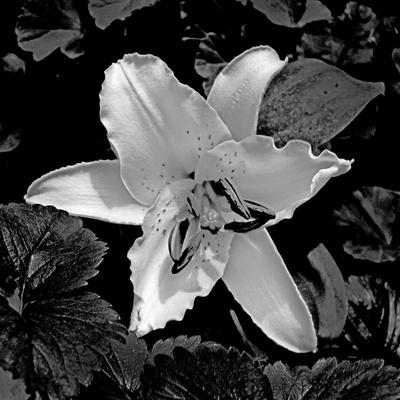 Premium Photographic Print, , small