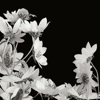 Premium Photographic Print, , small