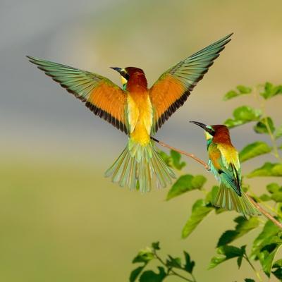 Premium Photographic Print, , small