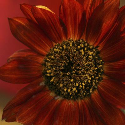 Premium Photographic Print, , small