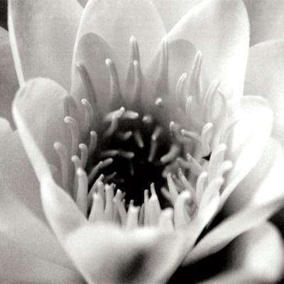 Premium Photographic Print, , small