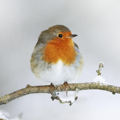 Premium Photographic Print, , small