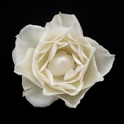 Premium Photographic Print, , small