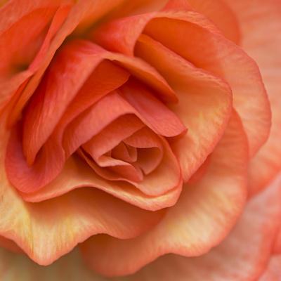 Premium Photographic Print, , small