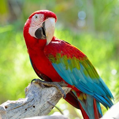 Premium Photographic Print, , small