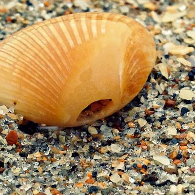 Premium Photographic Print, , small