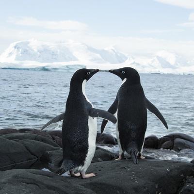 Premium Photographic Print, , small